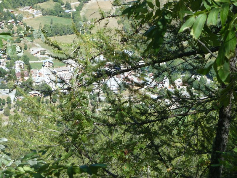 allos_colmars_2011_009.jpg