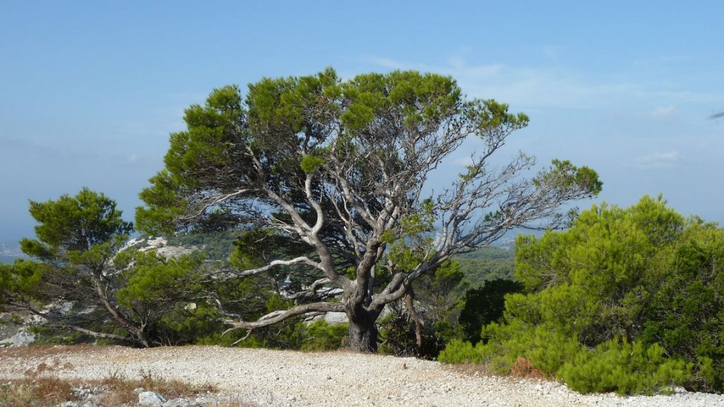boucle_chateauvallon_2012_048.jpg