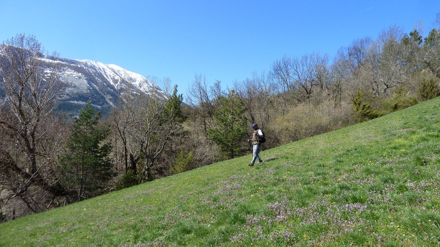 cotage_soleil_avr_2017_105.JPG