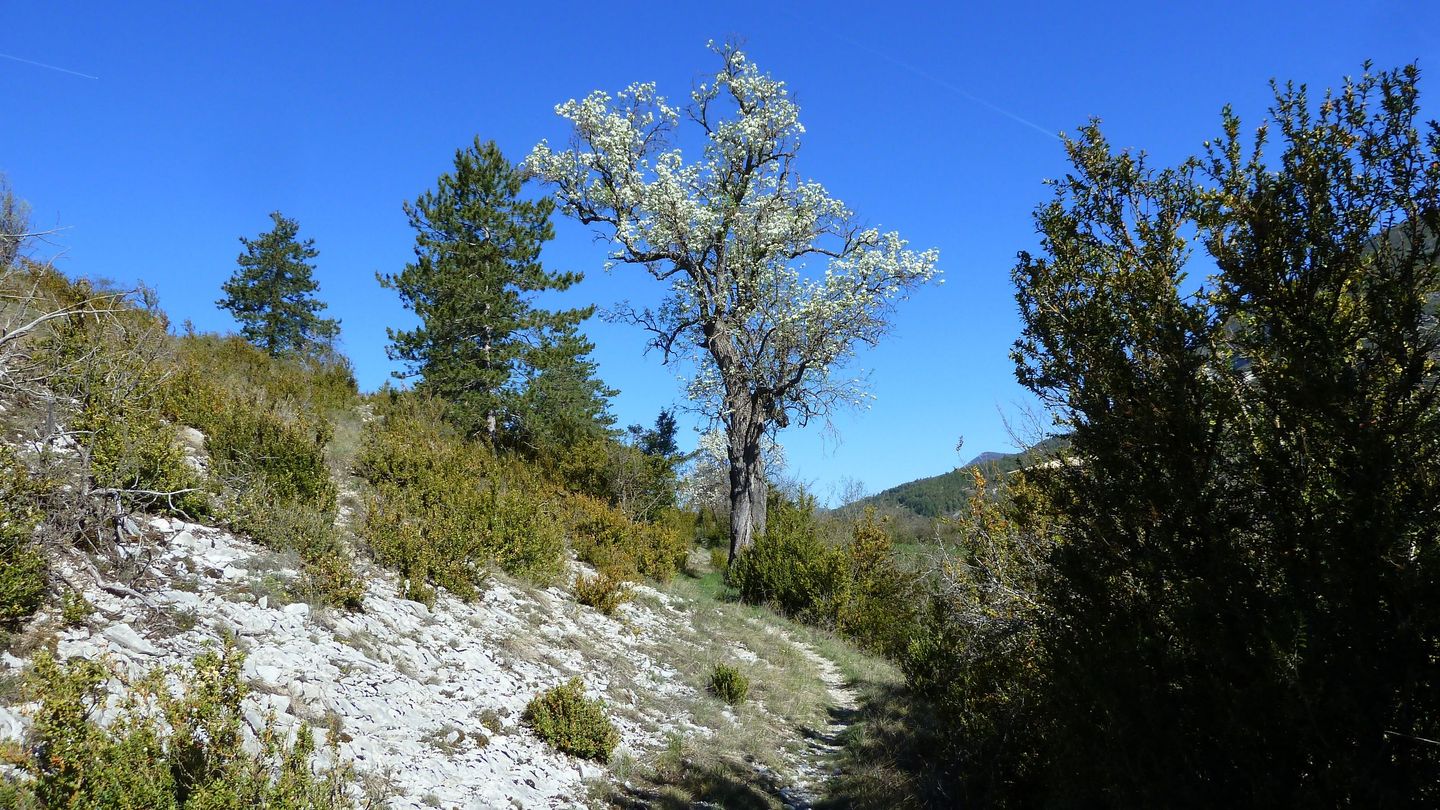 courchons-morietz_avr_2017_061.JPG