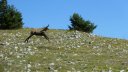 courradour_aout_2014_230.jpg