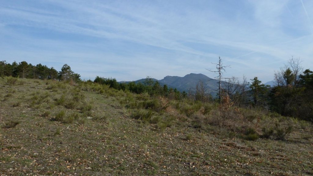 foret_dom_des_barres_avril_2013_038.jpg