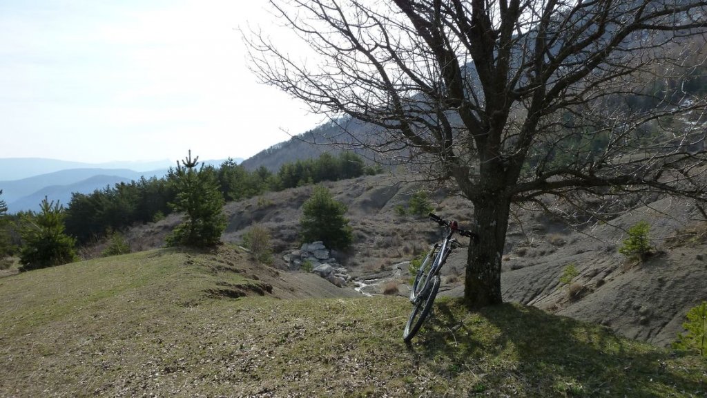 foret_dom_des_barres_avril_2013_082.jpg