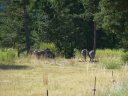 la_batie_2011_043.jpg