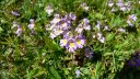 laupon_aout_2014_156.jpg