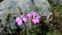 laupon_aout_2014_234.jpg