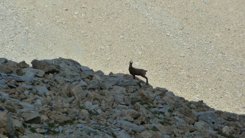 cimet_juillet_2016_109.JPG