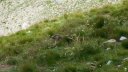 cimet_juillet_2016_195.JPG
