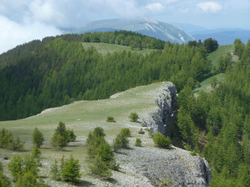 lignin_2011_39.jpg