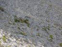lignin_aout_2011_057.jpg