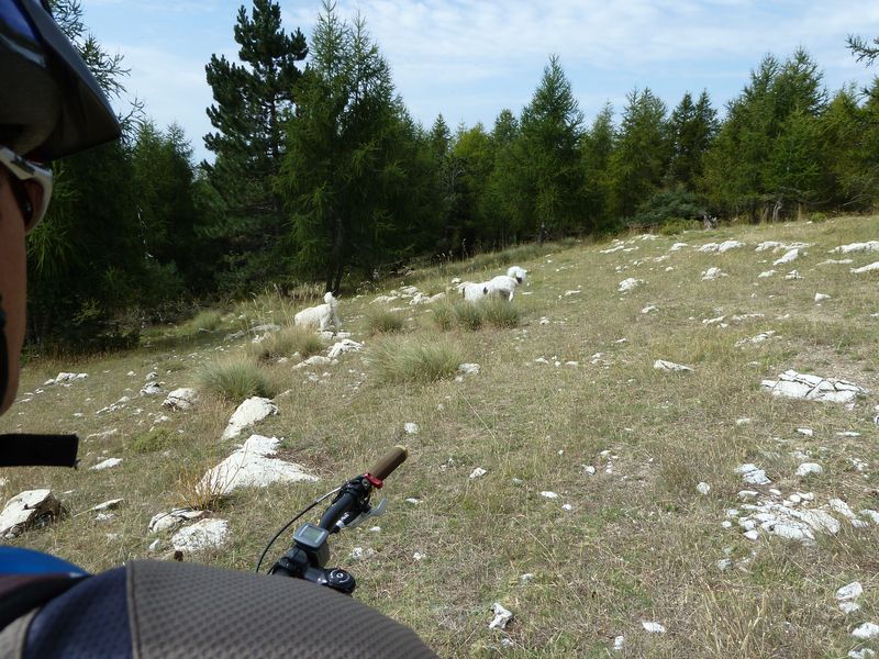 maurel_2011_033.jpg