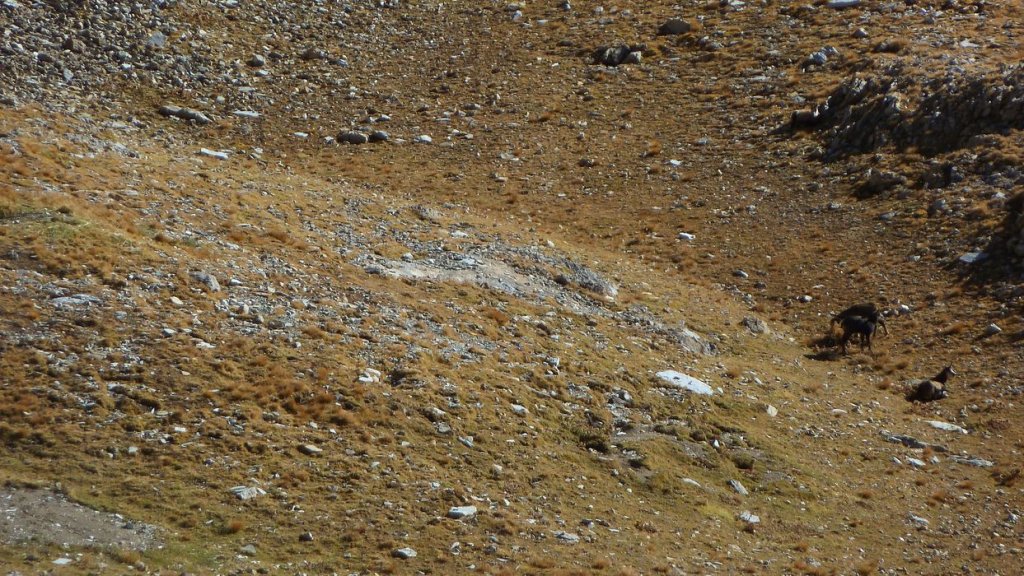 pelat_oct_2013_074.jpg