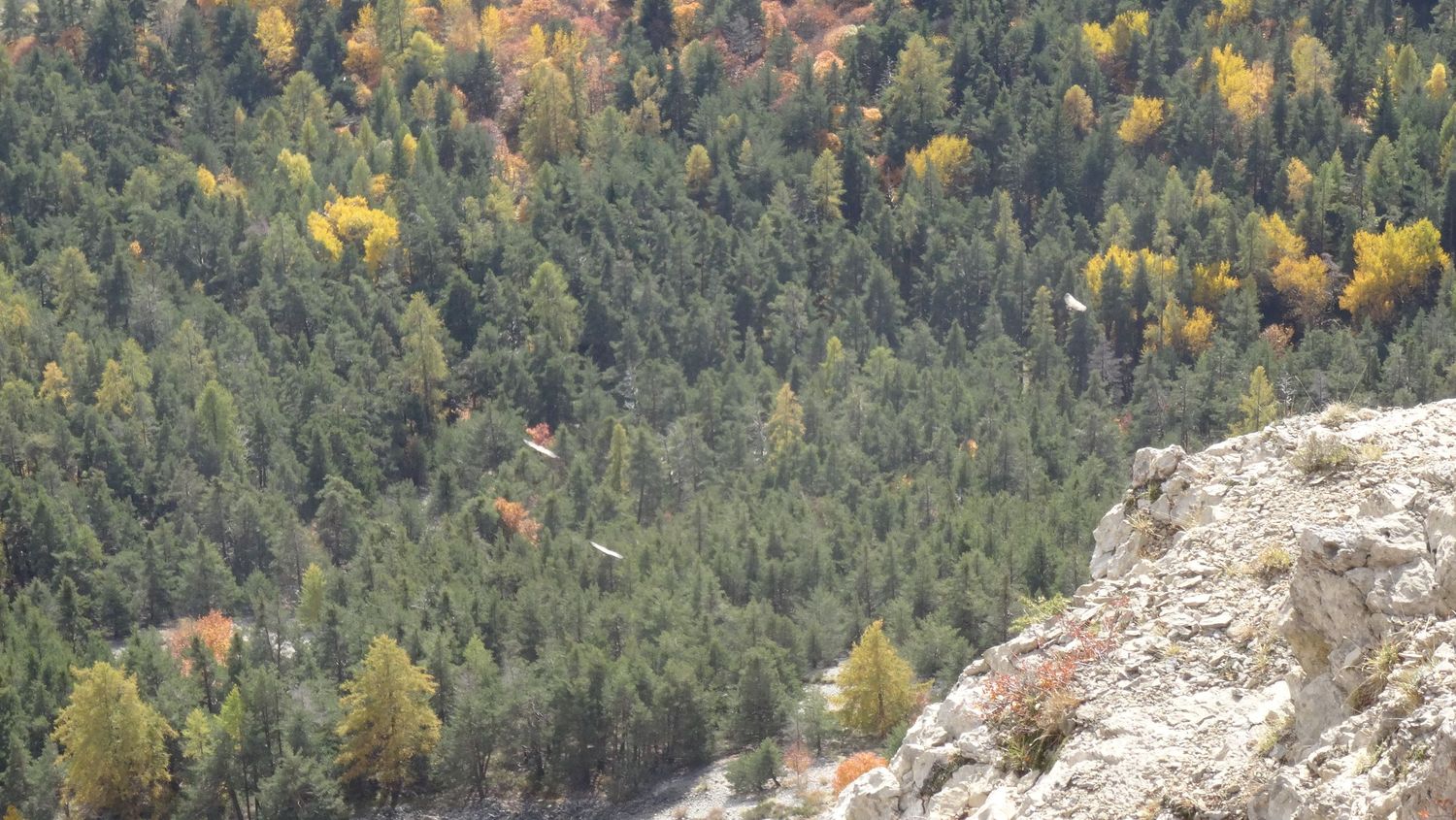 groum_sellanche_nov_2019_53.JPG