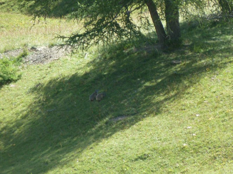 baisse_prenier_2011_017.jpg