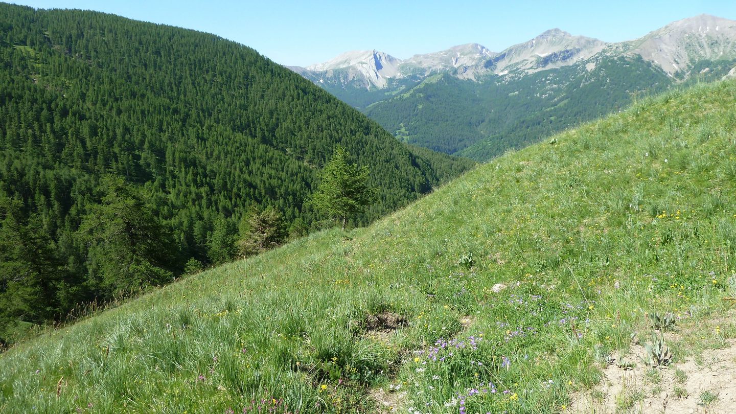 ravin_des_pres_boucheiranc_juin_2017_35.JPG