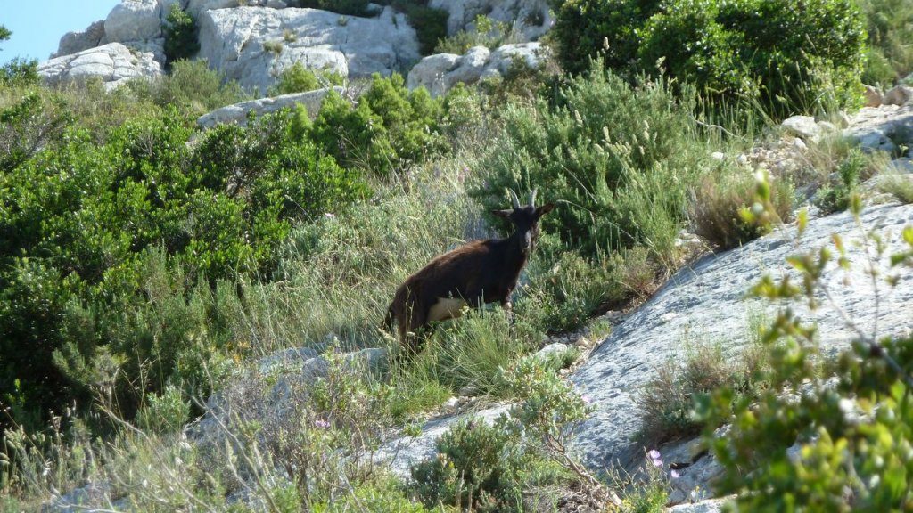 sainte_victoire_juin_2013_214.jpg