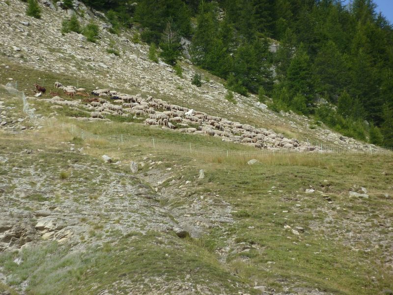 sellanche_2011_073.jpg