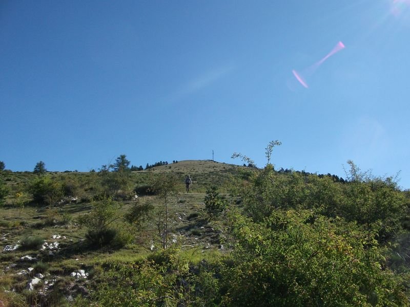 petit_cordoeil_antenne_40.jpg