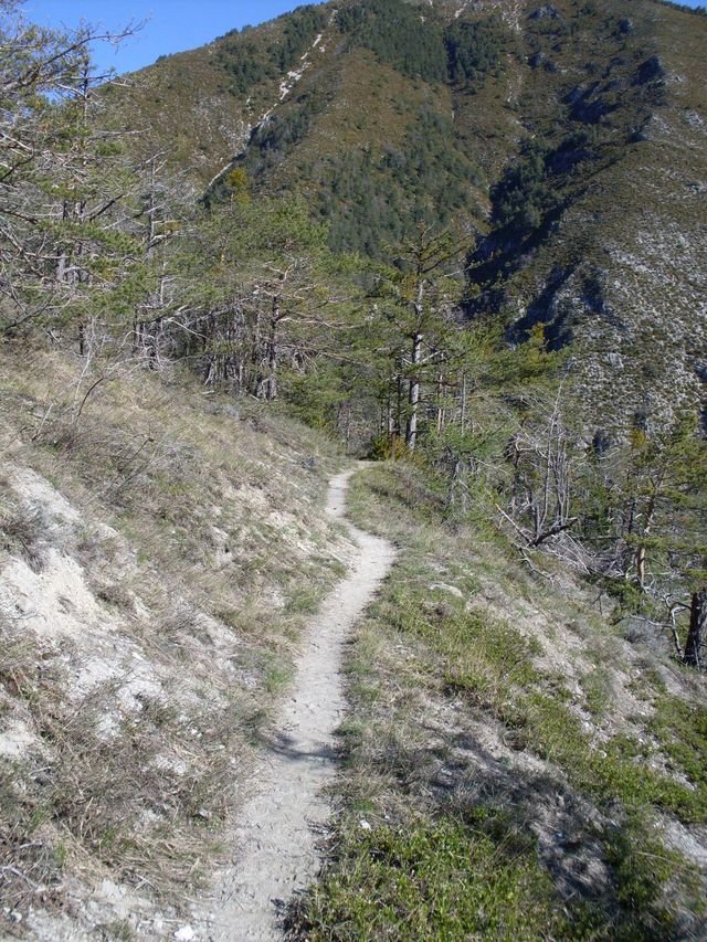 piegut_09.jpg