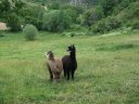 terres_noires_2010_19.jpg